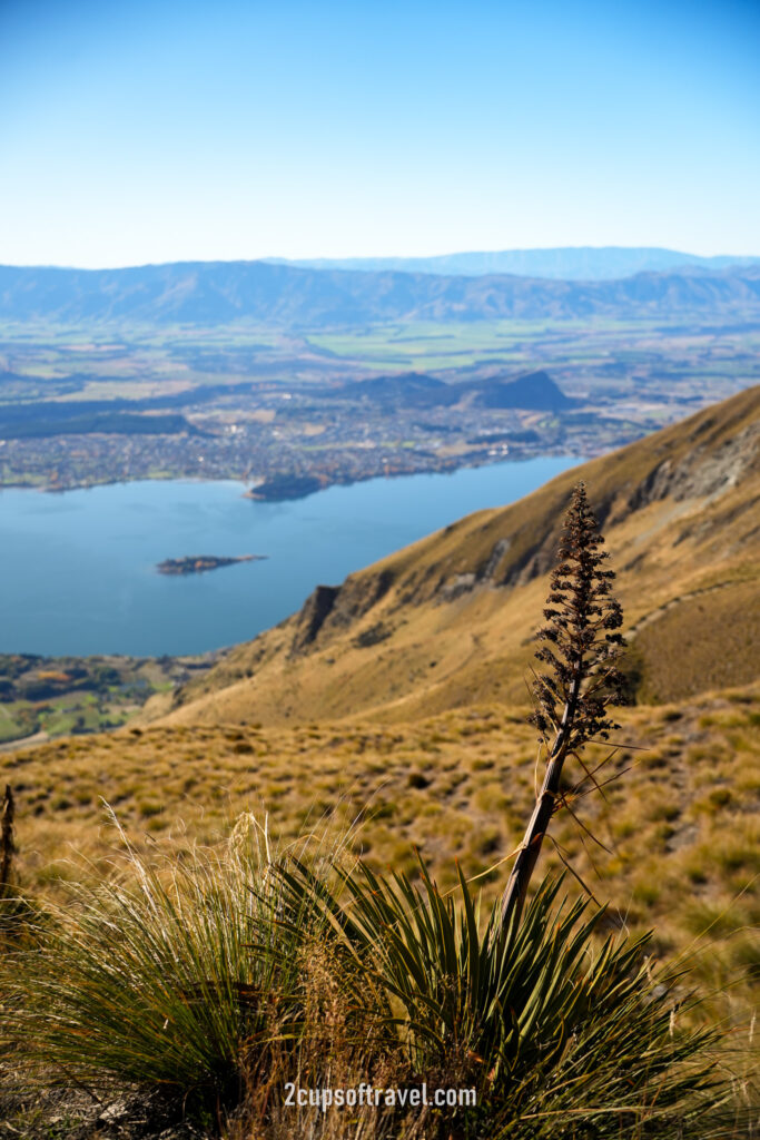 things to know before hiking roys peak wanaka queenstown day trip guide hike new zealand