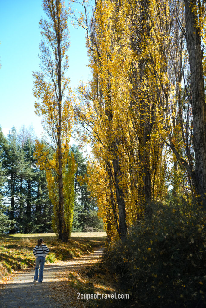 Lake Wanaka Outlet Track (Albert Town End) day trip wanaka road trip itinerary autumn